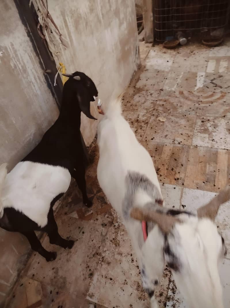 خوبصورت بیٹل بکریاں برائے فروخت پیور بیٹل نسل کی بکریاں 3