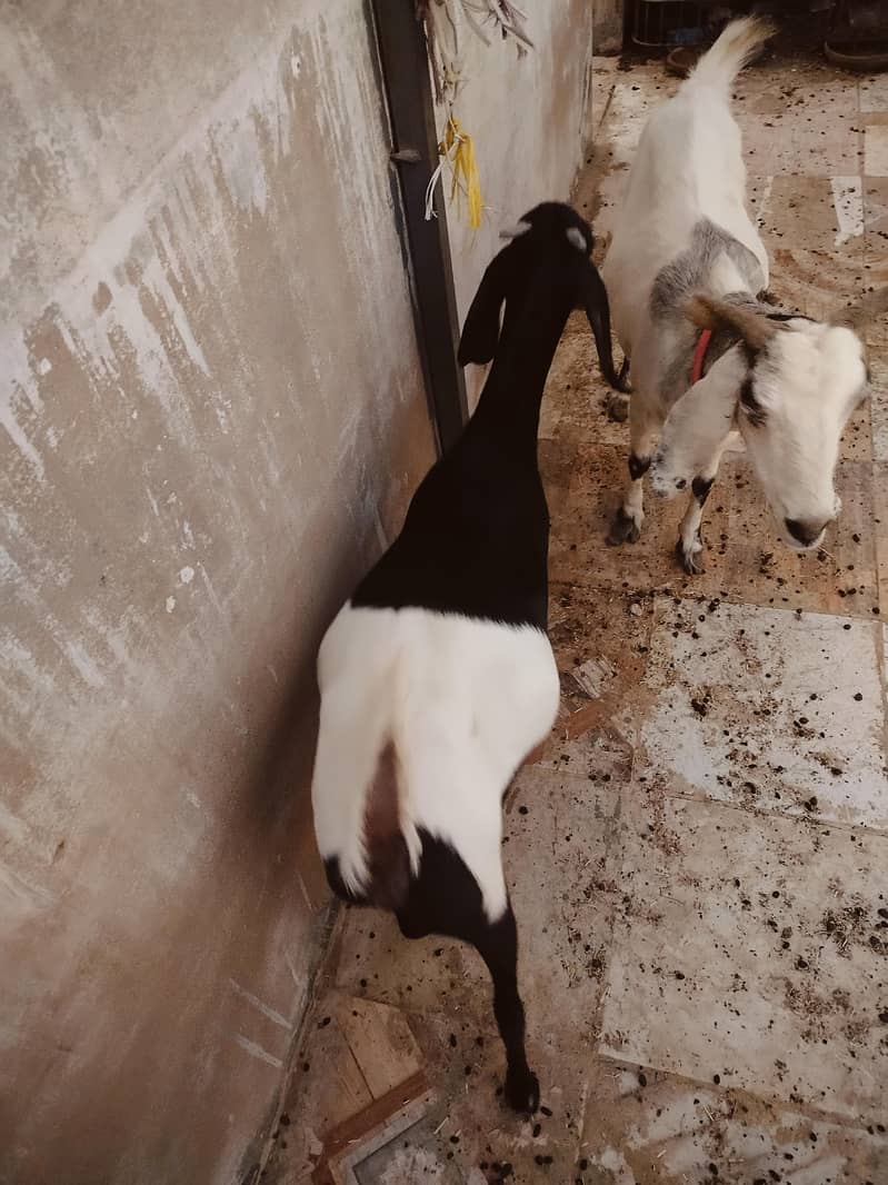 خوبصورت بیٹل بکریاں برائے فروخت پیور بیٹل نسل کی بکریاں 4