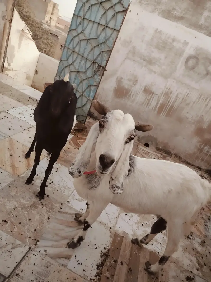 خوبصورت بیٹل بکریاں برائے فروخت پیور بیٹل نسل کی بکریاں — photo 6