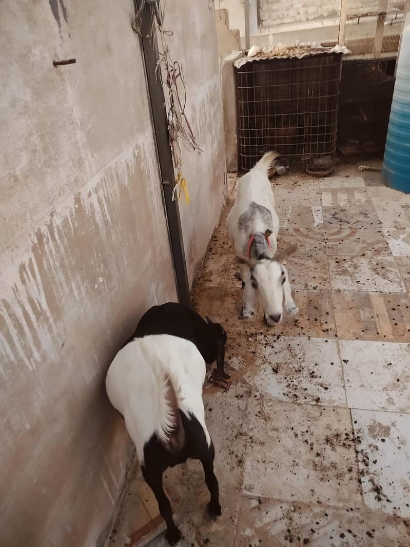 خوبصورت بیٹل بکریاں برائے فروخت پیور بیٹل نسل کی بکریاں 6