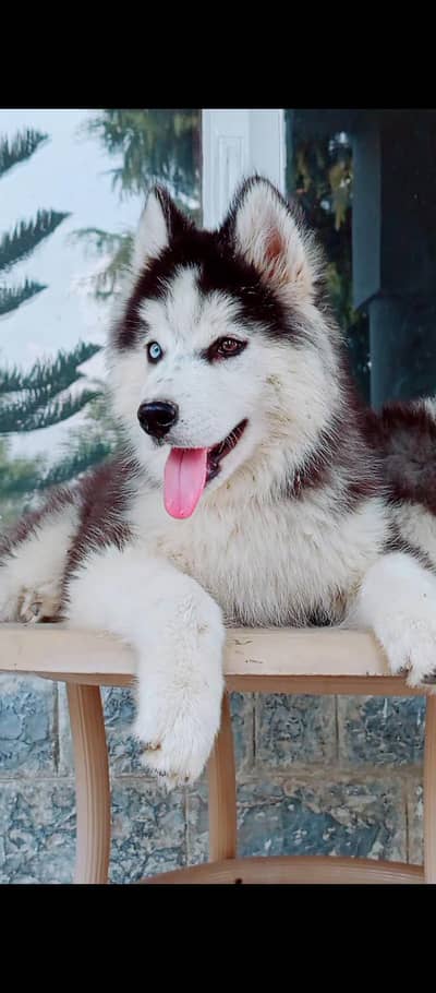 sibarian husky puppy 03485816804