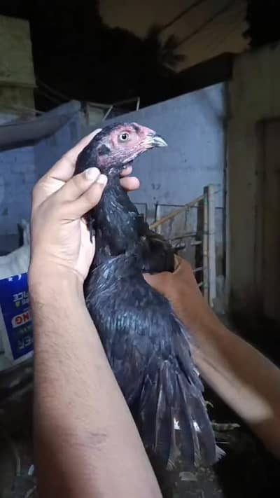 mianwali zero size female