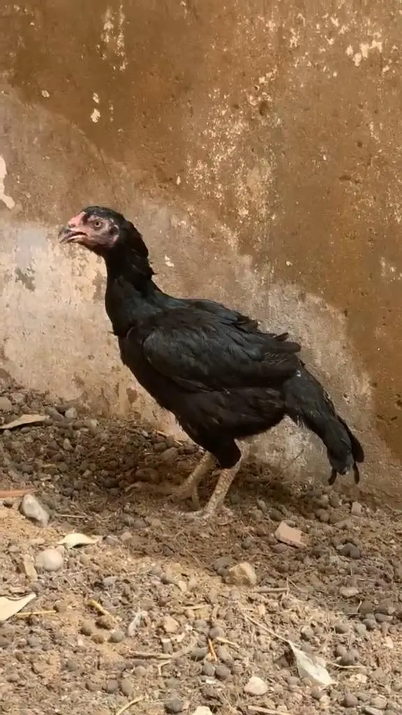 mianwali zero size female — photo 2