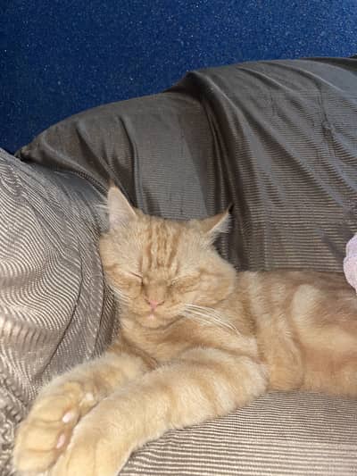 Persion cat