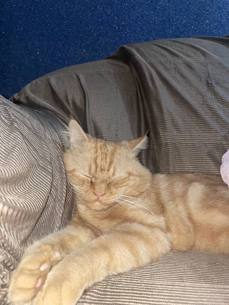 Persion cat 0