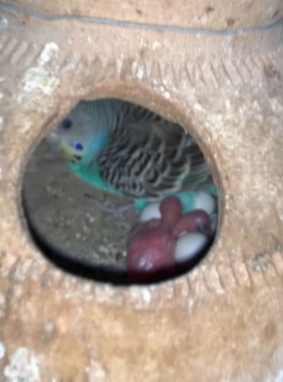 Budgies parrot and hand tame cockatiel for sale