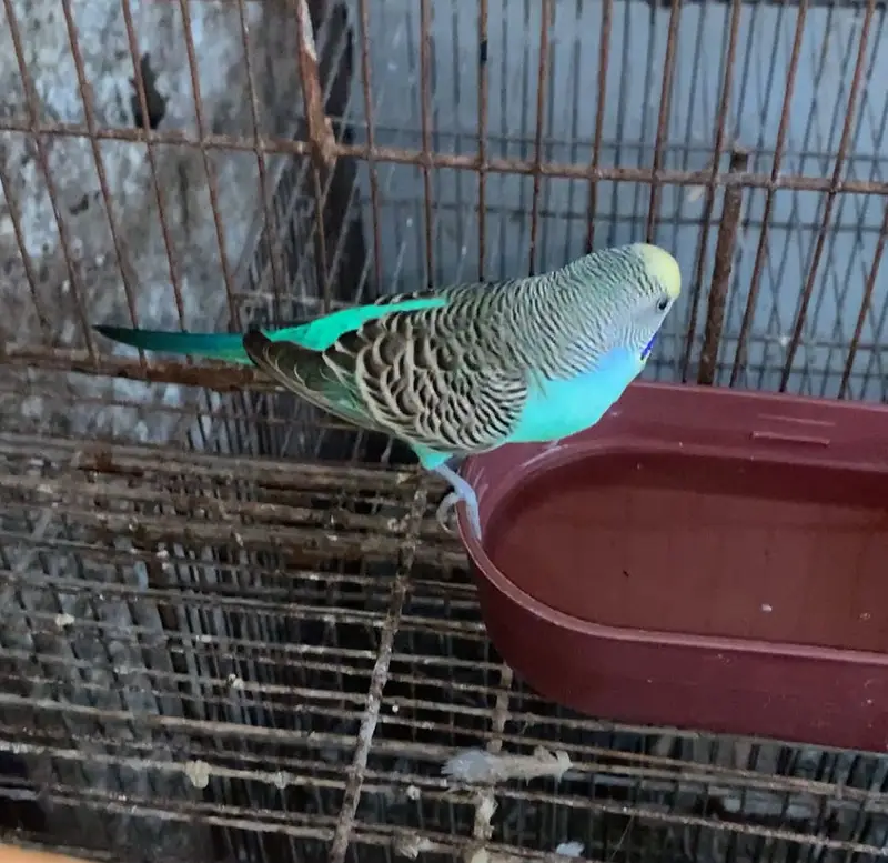 Budgies parrot and hand tame cockatiel for sale — photo 2