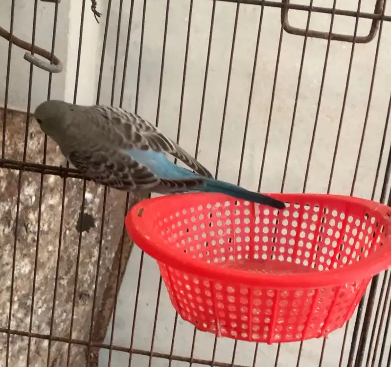Budgies parrot and hand tame cockatiel for sale — photo 3