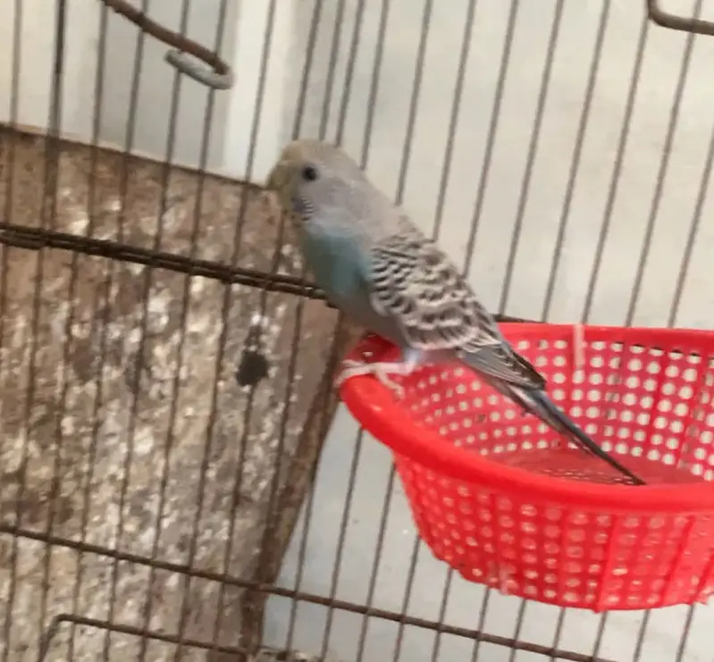 Budgies parrot and hand tame cockatiel for sale — photo 4
