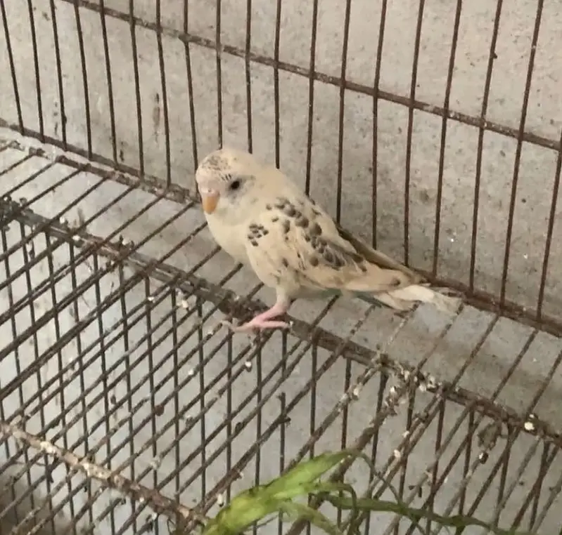 Budgies parrot and hand tame cockatiel for sale — photo 5