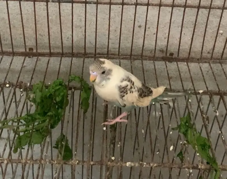 Budgies parrot and hand tame cockatiel for sale — photo 6