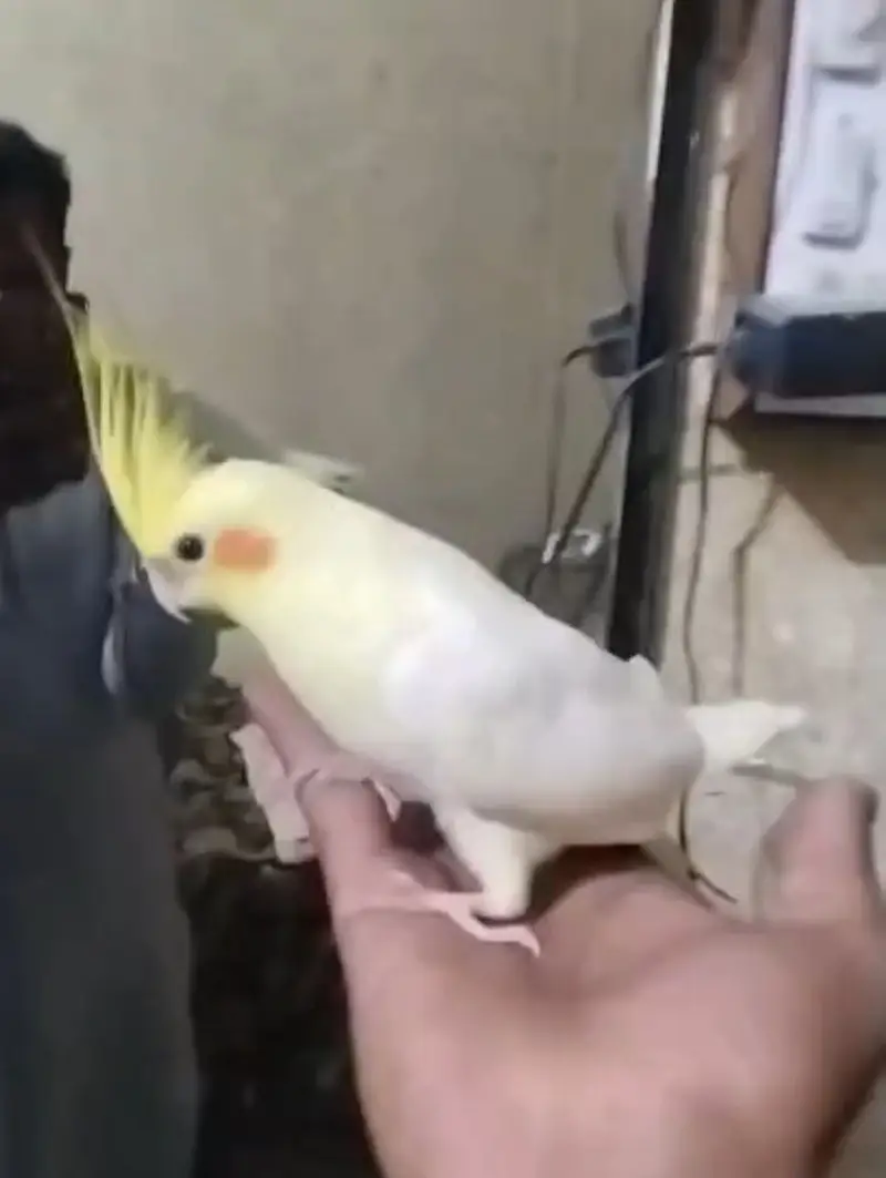 Budgies parrot and hand tame cockatiel for sale — photo 7