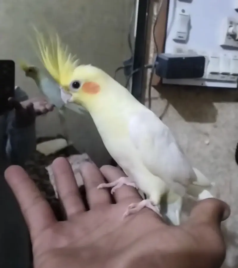 Budgies parrot and hand tame cockatiel for sale — photo 8