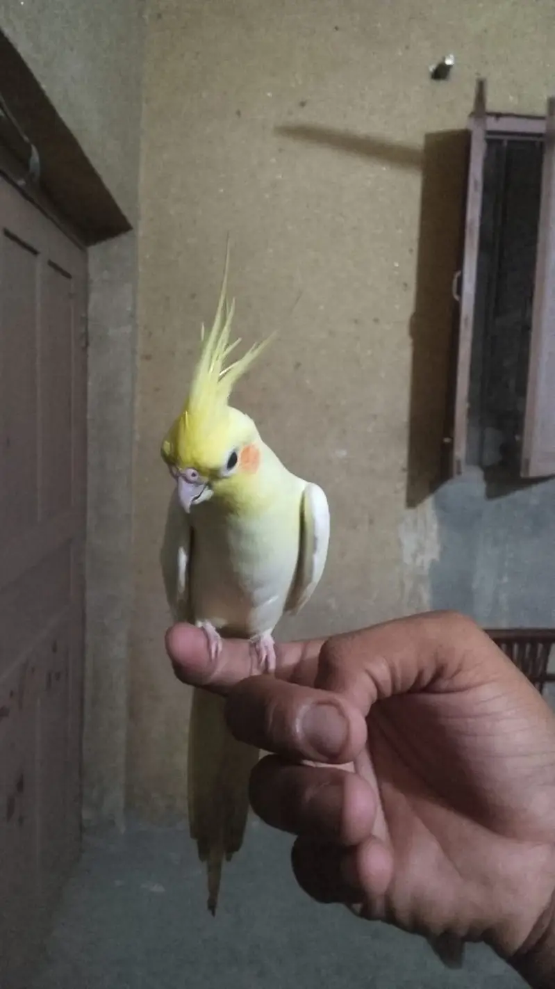 Budgies parrot and hand tame cockatiel for sale — photo 9