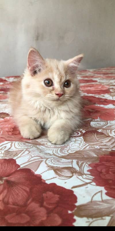 LONG COAT PERSIAN CAT