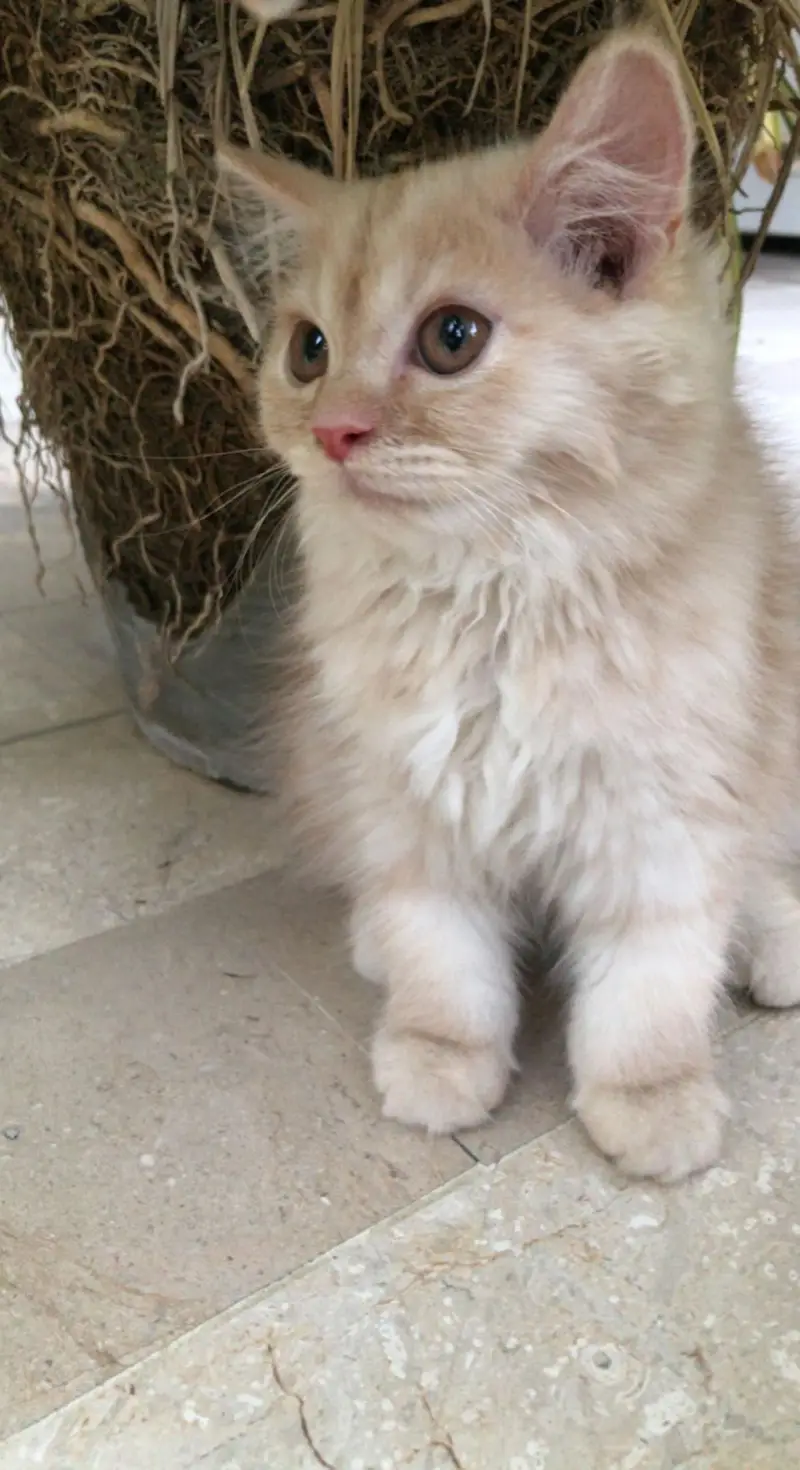 LONG COAT PERSIAN CAT — photo 3