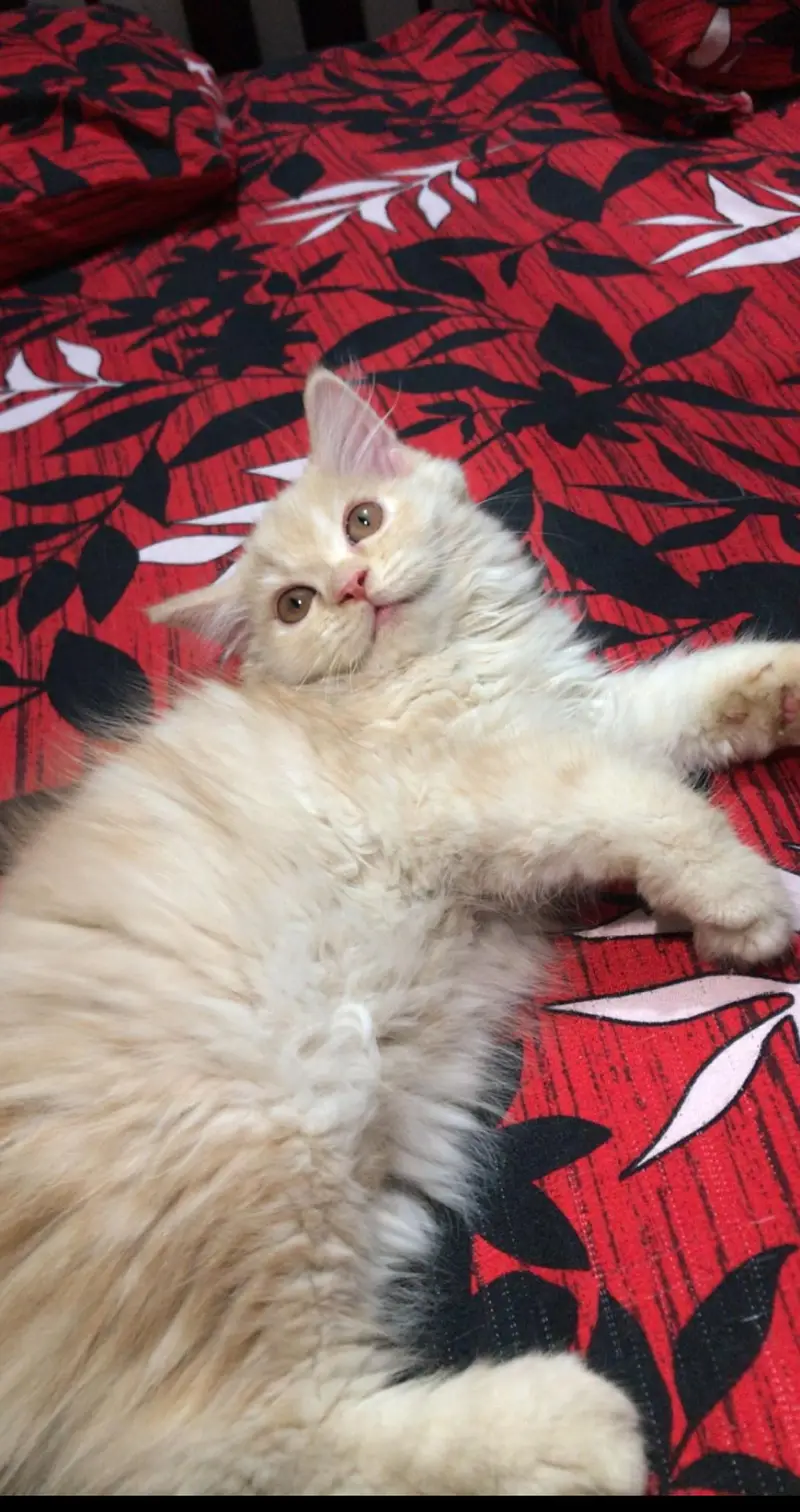 LONG COAT PERSIAN CAT — photo 4