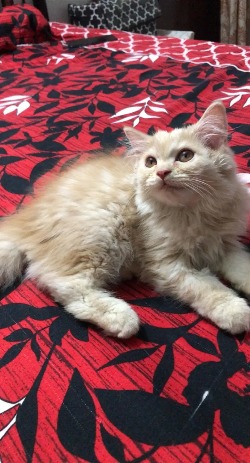 LONG COAT PERSIAN CAT — photo 5