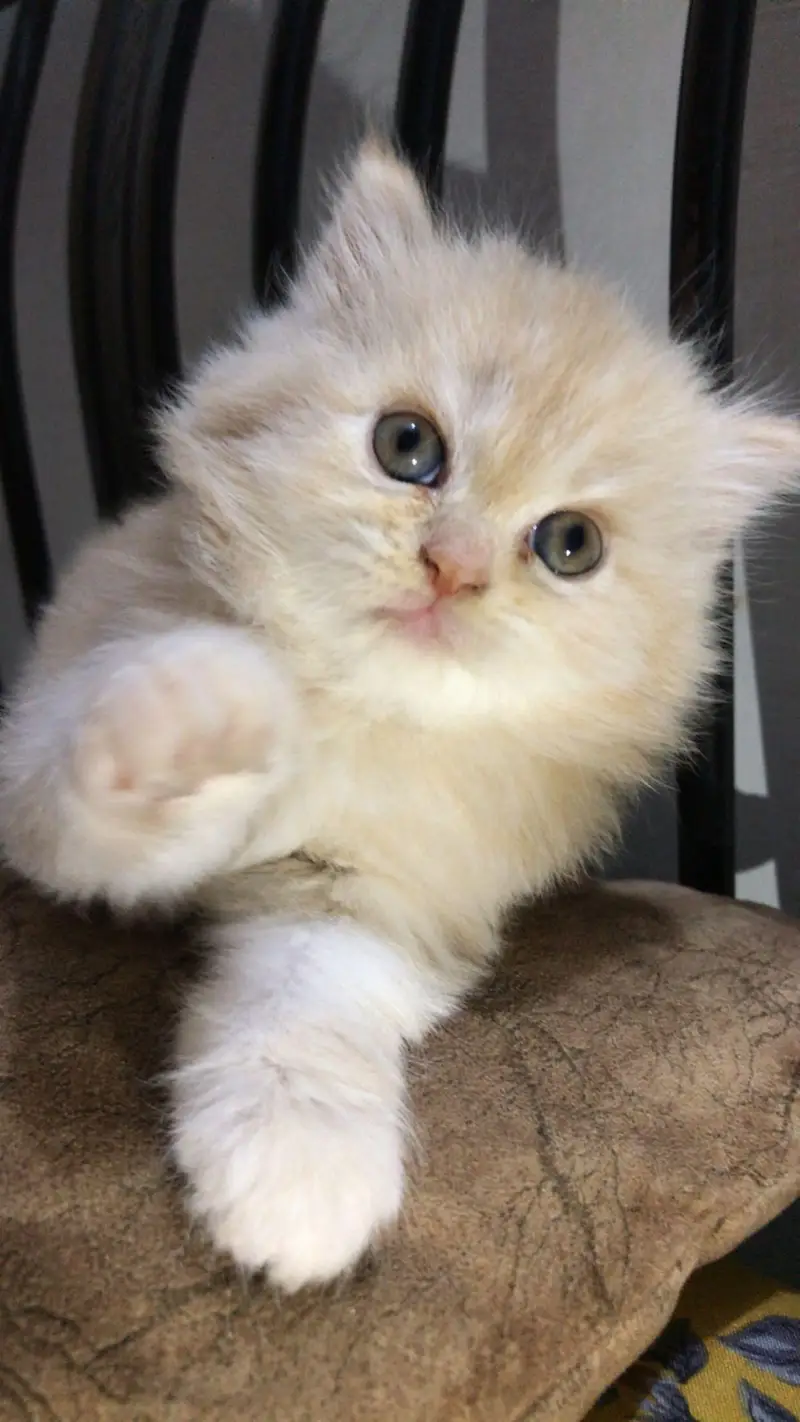 LONG COAT PERSIAN CAT — photo 6