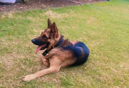 German Shepherd dog for sale