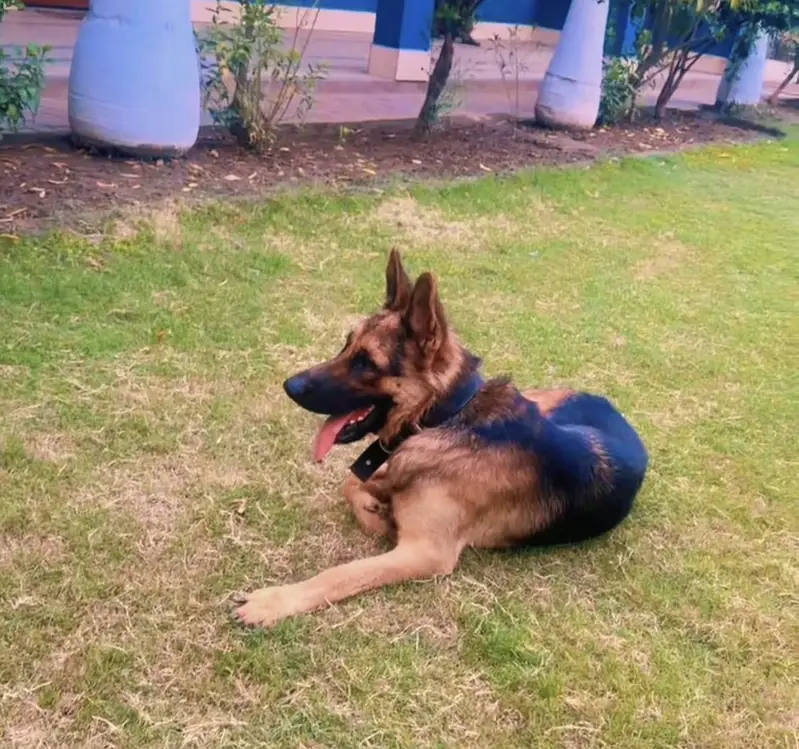 German Shepherd dog for sale — photo 2