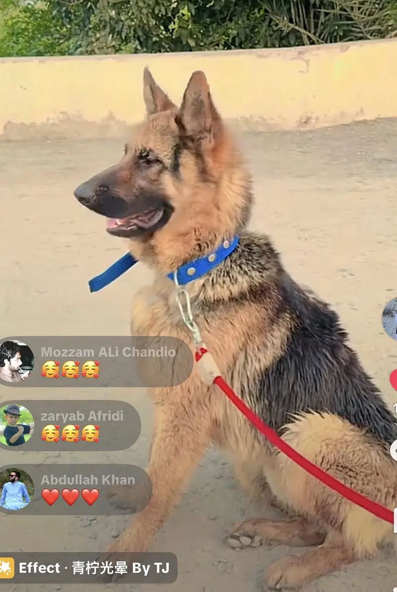 German Shepherd dog for sale — photo 3