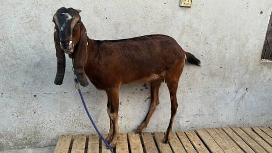 Nagri bakri 2 dant