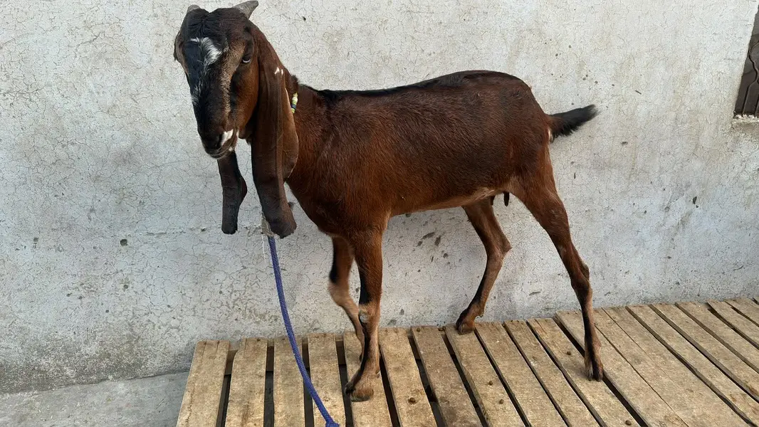 Nagri bakri 2 dant — photo 2