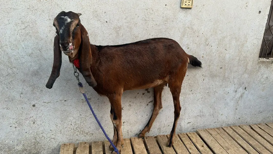 Nagri bakri 2 dant — photo 3