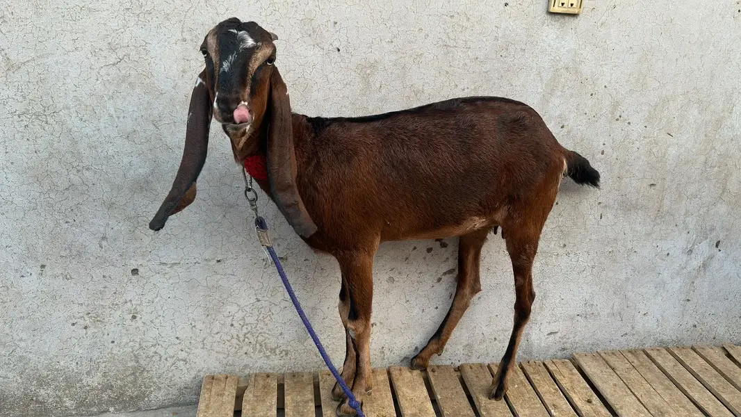 Nagri bakri 2 dant — photo 4
