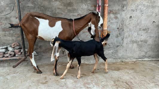 Bakri with path for sale