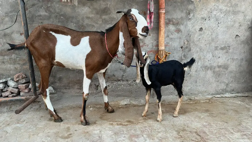 Bakri with path for sale — photo 2