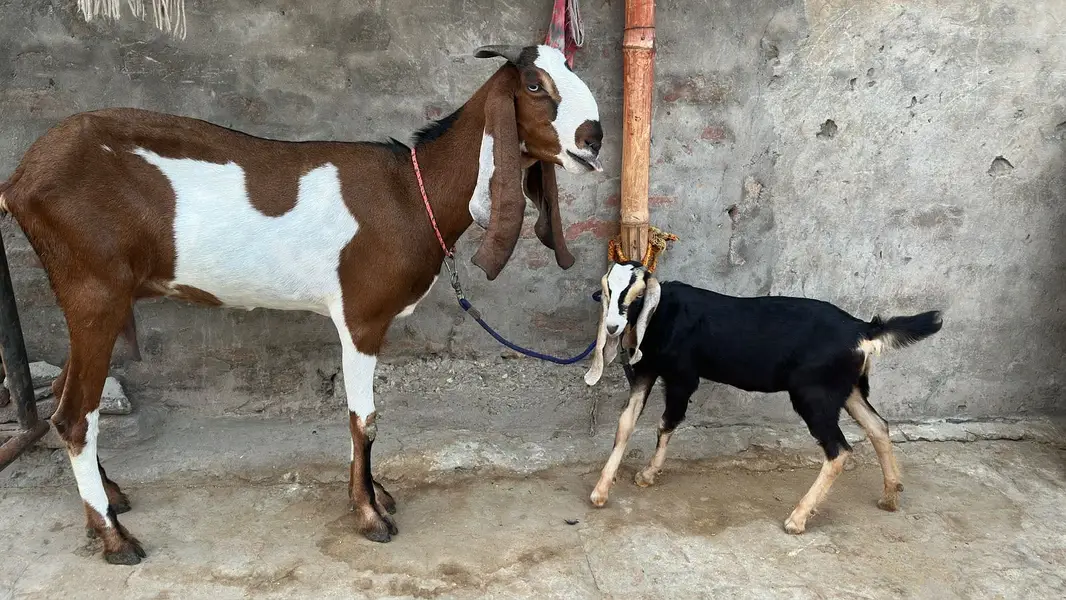 Bakri with path for sale — photo 3