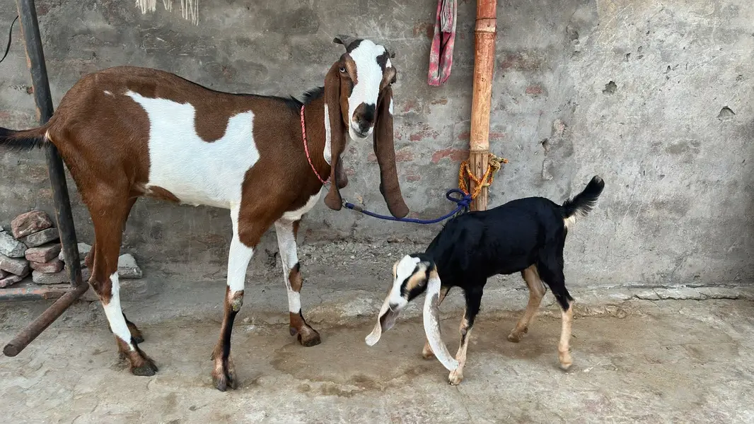 Bakri with path for sale — photo 4