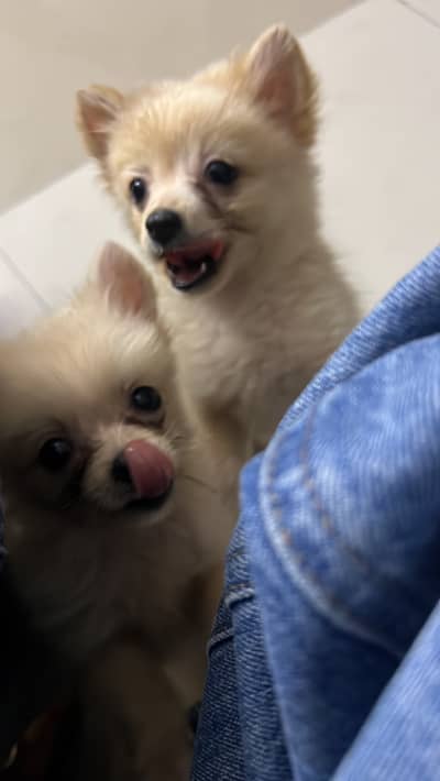 Cute Fluffy Pomeranian Puppies for Sale in Lahore