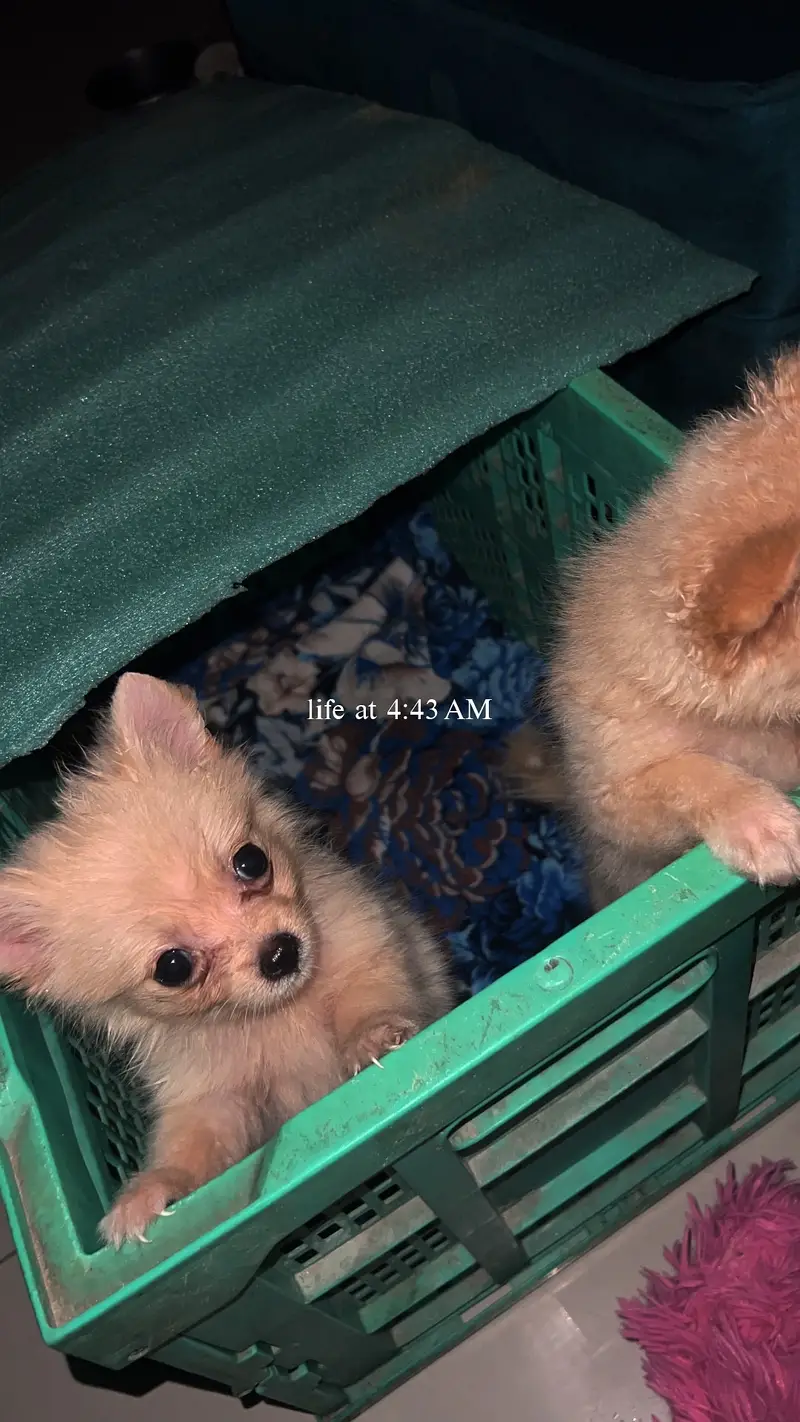 Cute Fluffy Pomeranian Puppies for Sale in Lahore — photo 2