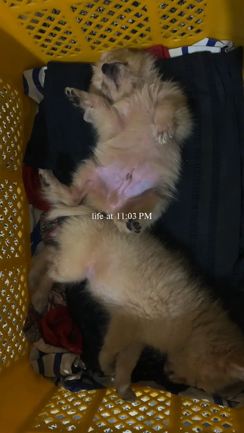 Cute Fluffy Pomeranian Puppies for Sale in Lahore — photo 3