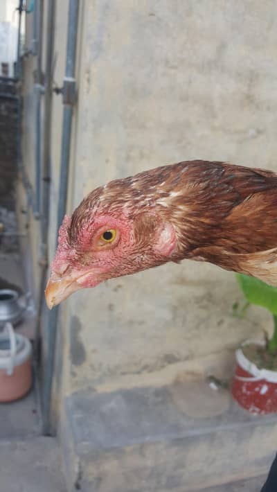 Pure Lakhi Aseel Hen