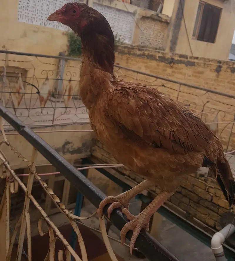 Pure Lakhi Aseel Hen — photo 2