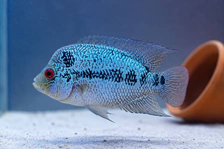 Flowerhorn Kamfa female