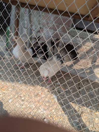 Black tail lucky pigeon