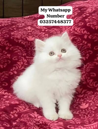 Persian Cat For Sale
