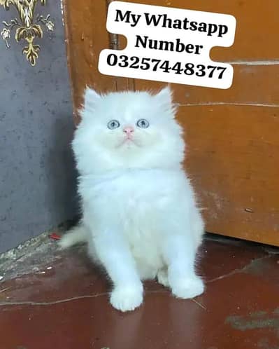 Persian Cat For Sale