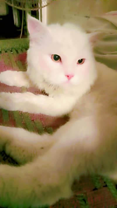 percian cats