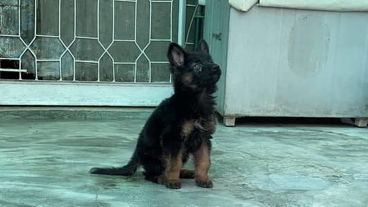 German Shepherd puppy