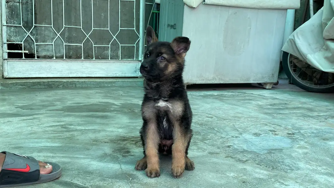 German Shepherd puppy — photo 2