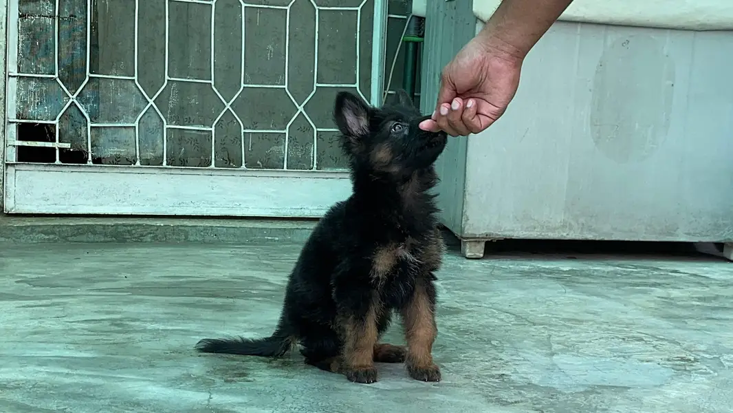 German Shepherd puppy — photo 3
