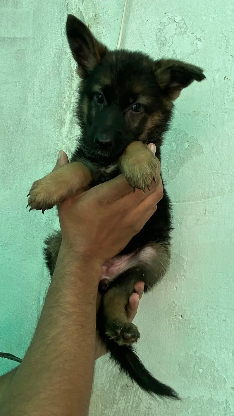 German Shepherd puppy — photo 4
