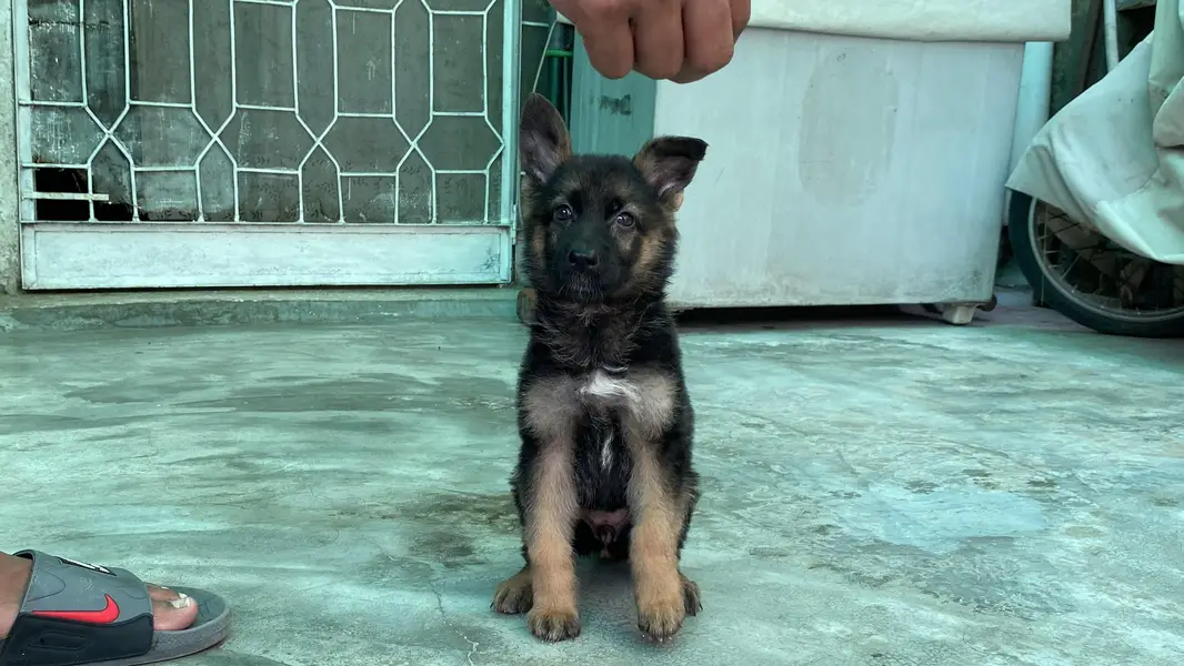 German Shepherd puppy — photo 5