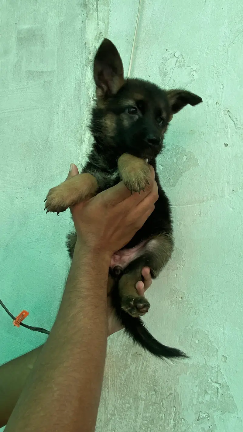German Shepherd puppy — photo 6